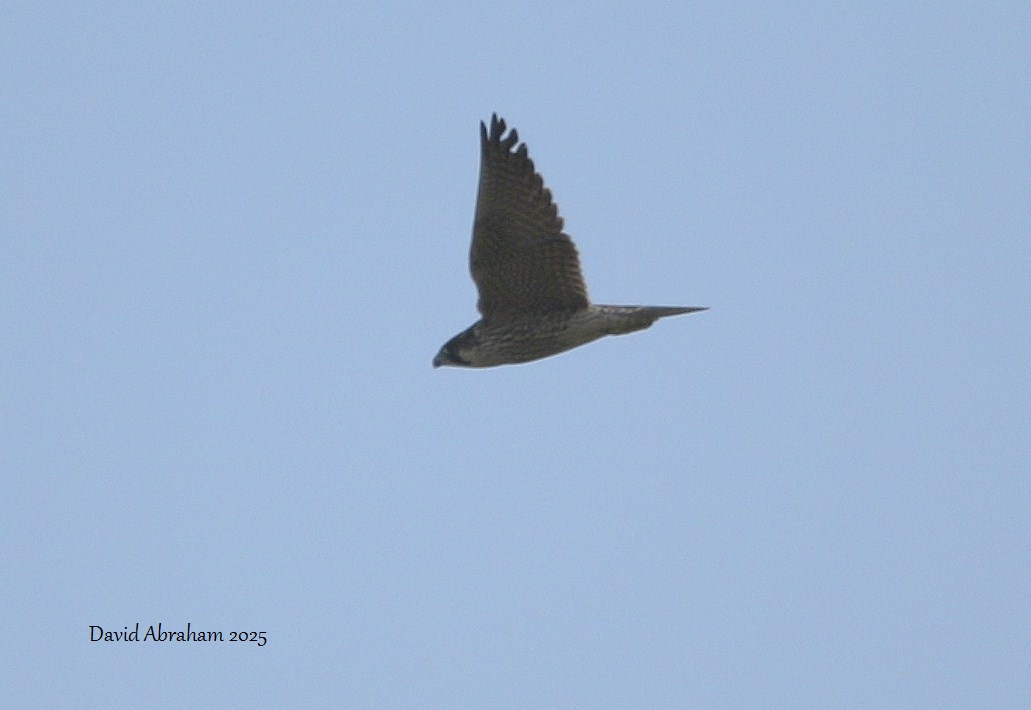 Peregrine 