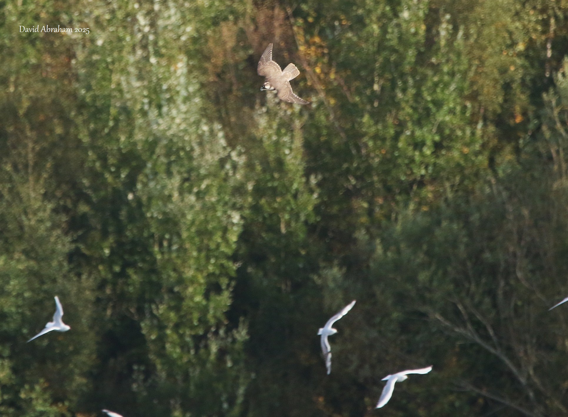 Peregrine 
