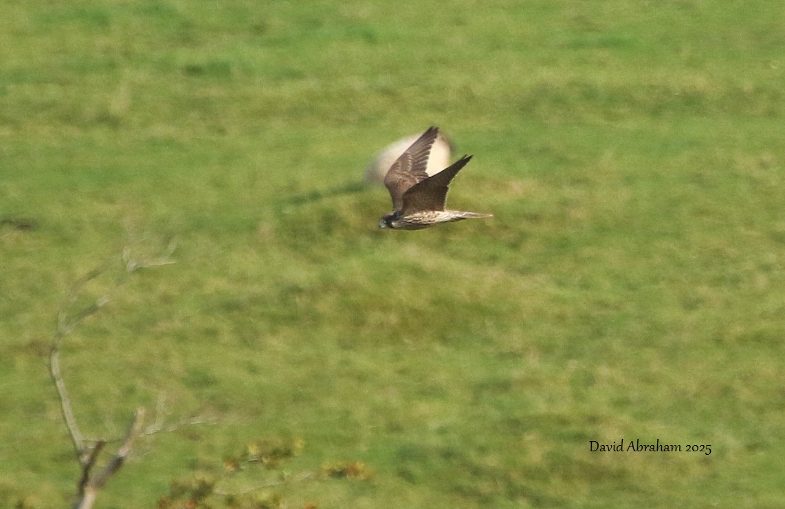 Peregrine 