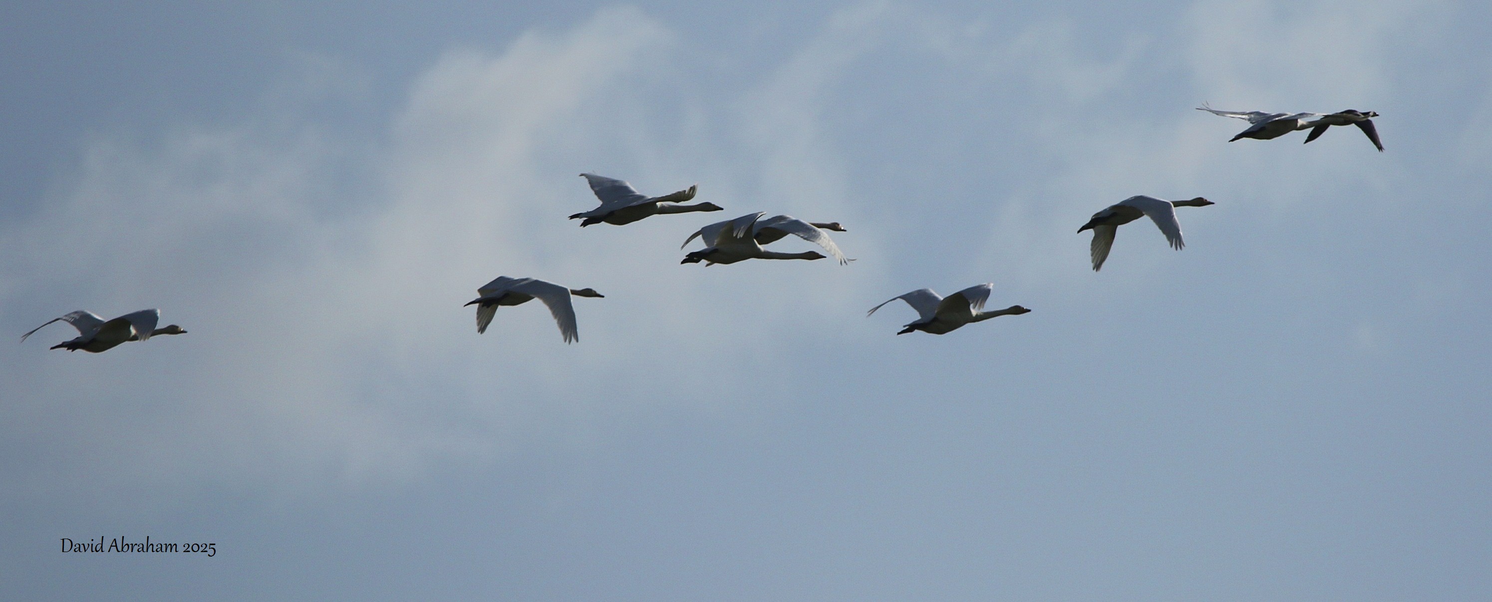 Barnacle Goose
