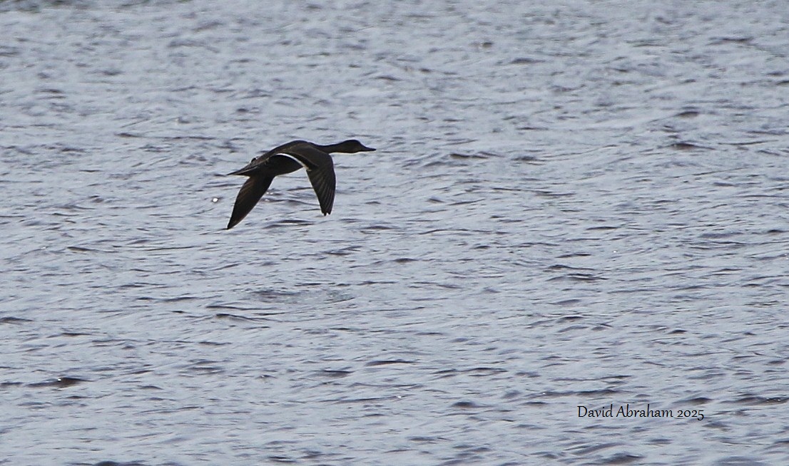 Pintail 