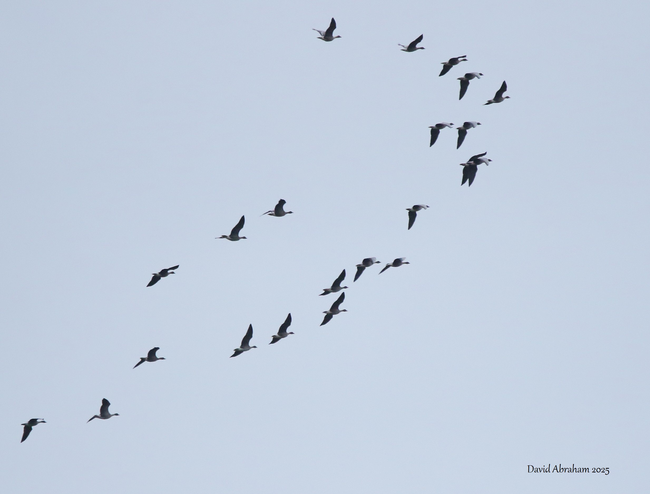 Pink-footed Goose