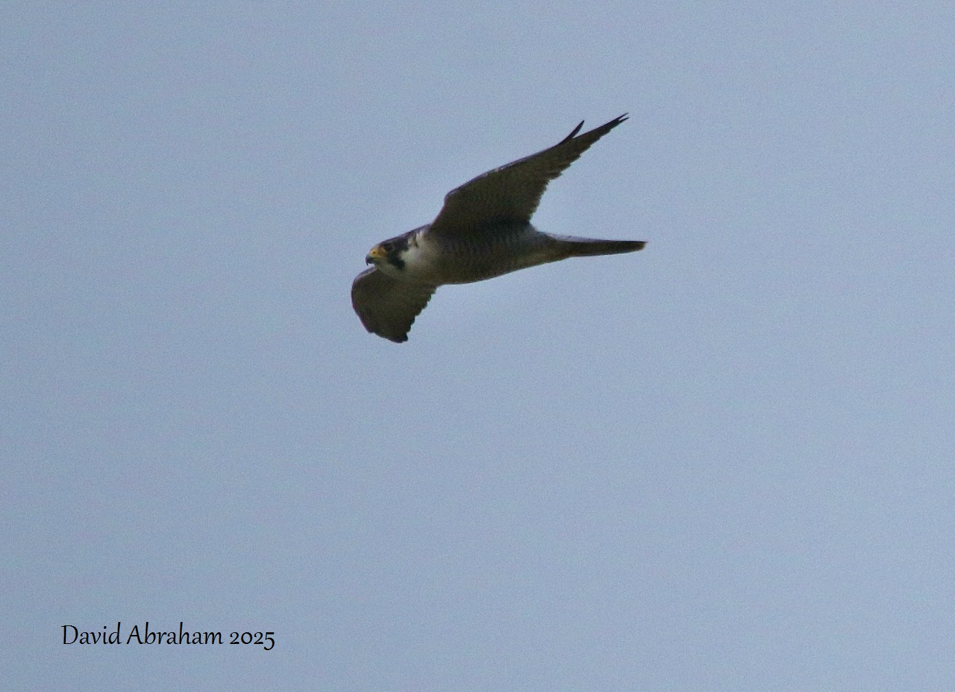 Peregrine 