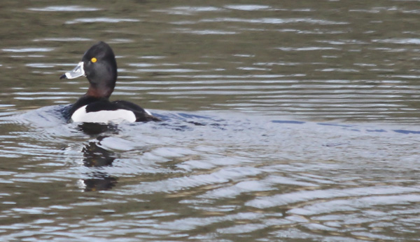 Ring-necked Duck