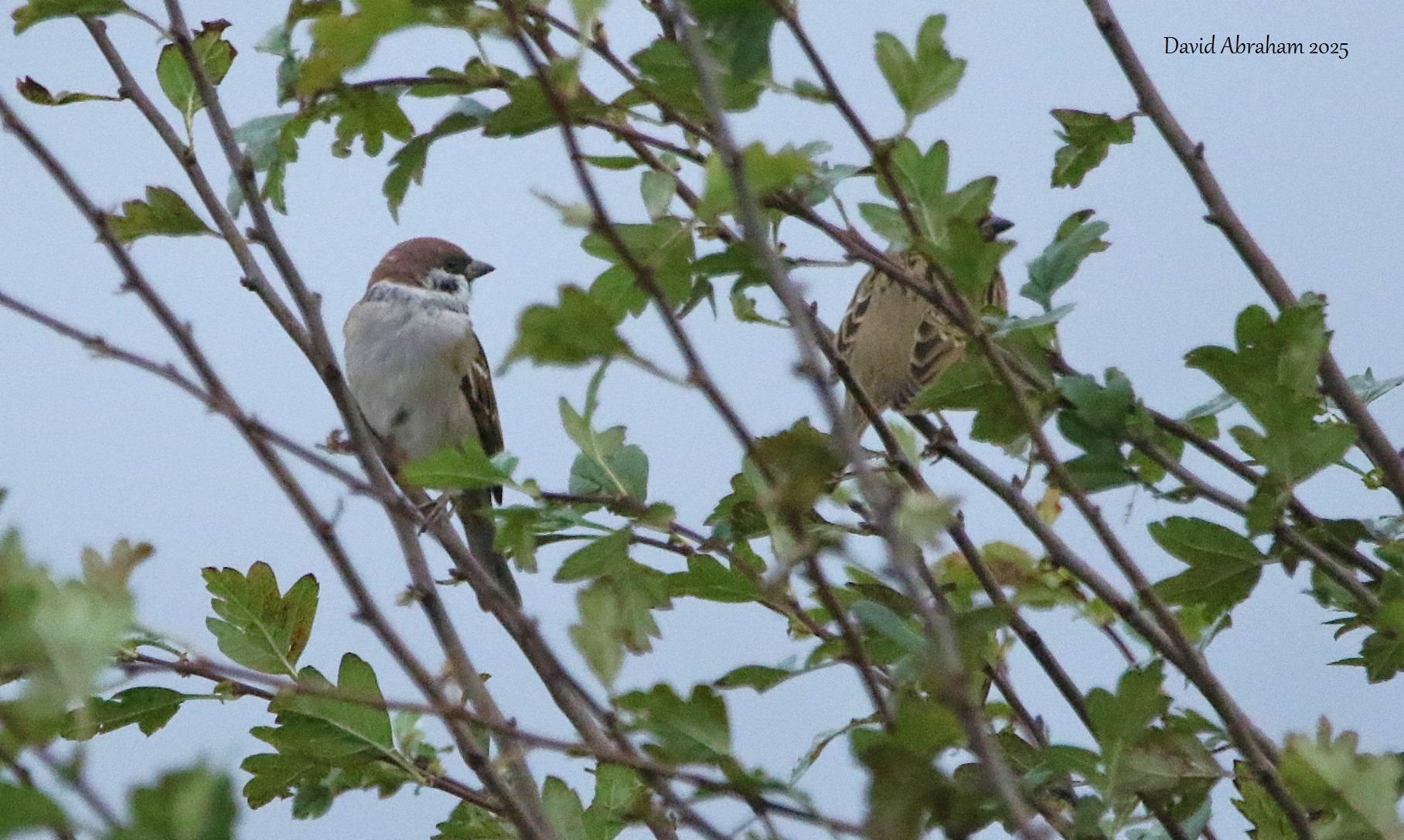 Tree Sparrow