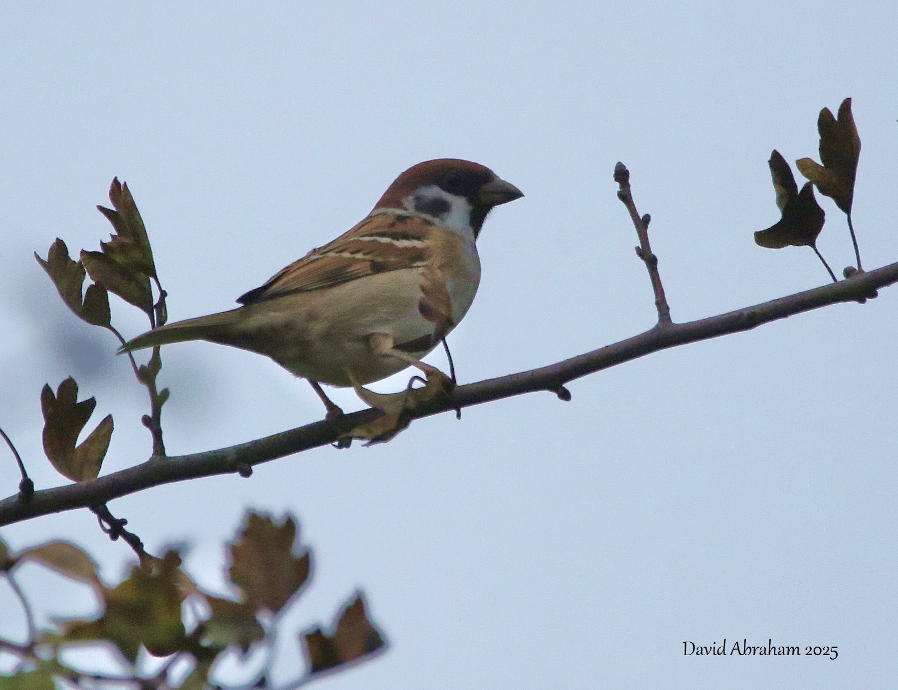 Tree Sparrow