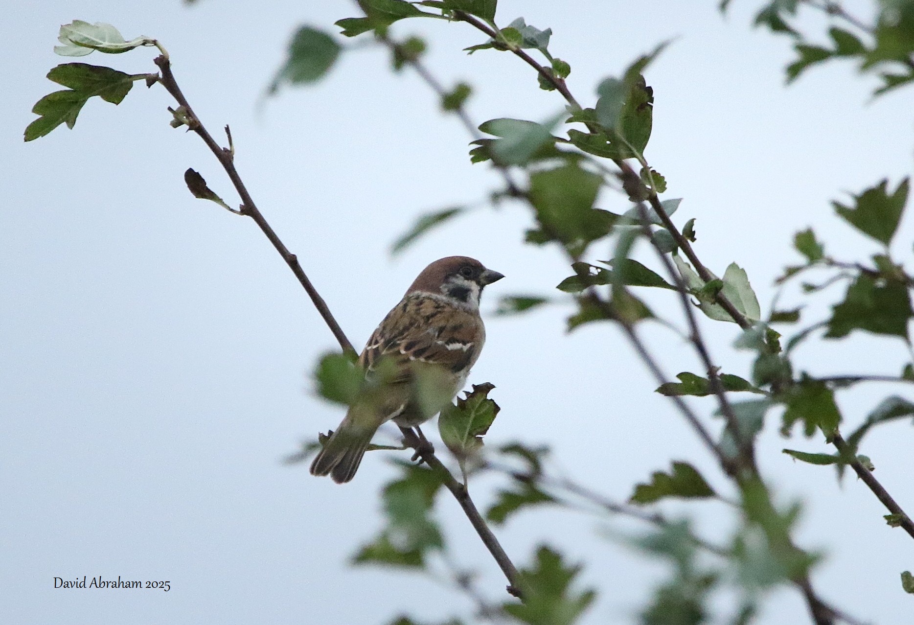 Tree Sparrow