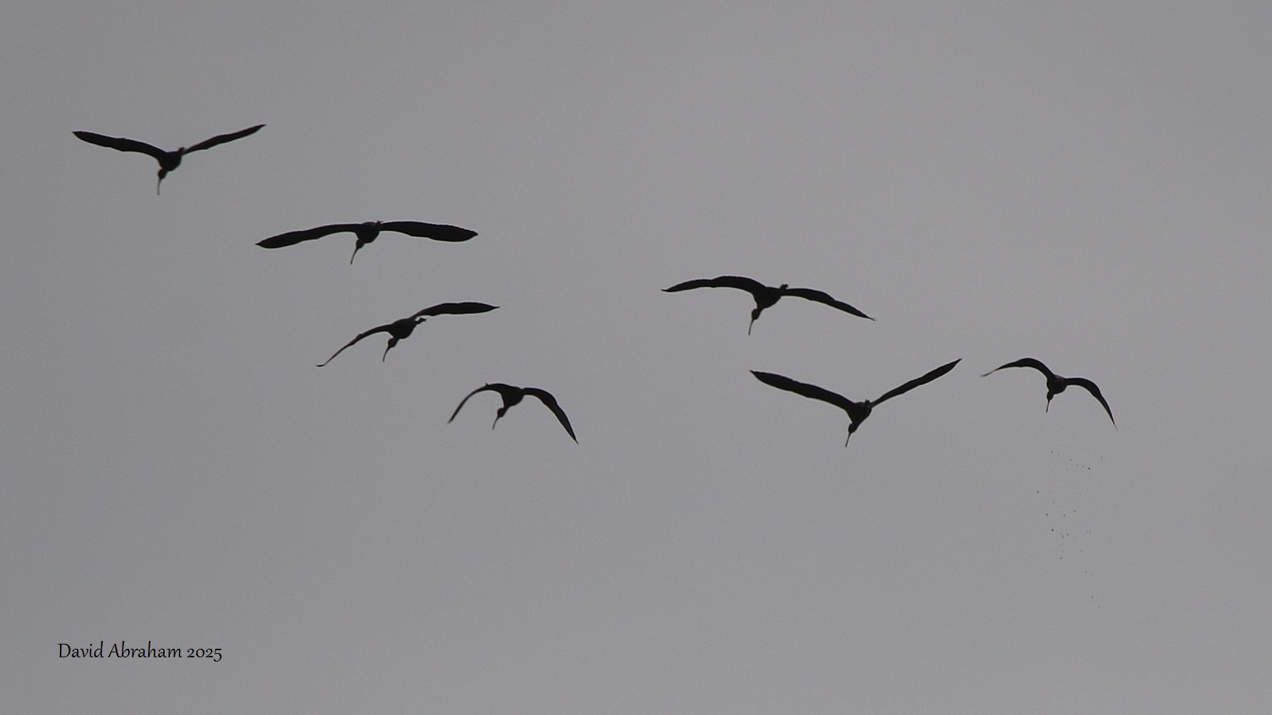 Glossy Ibis