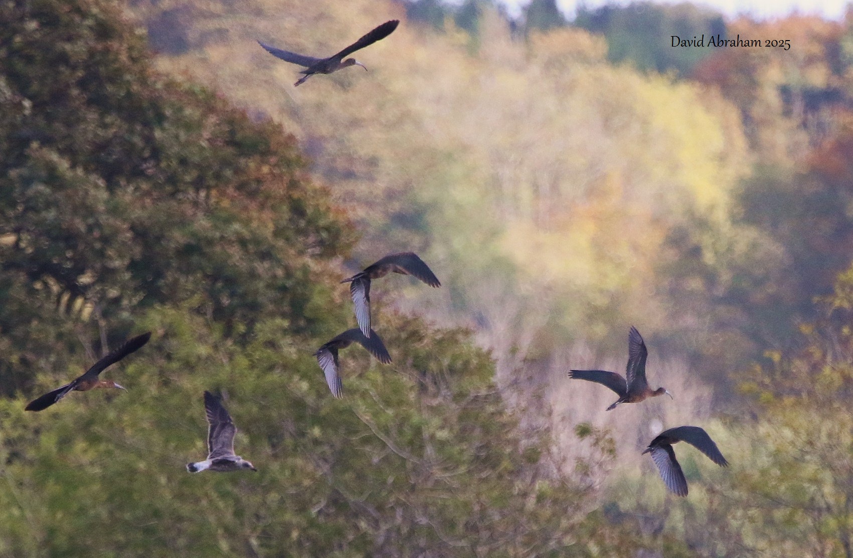 Glossy Ibis