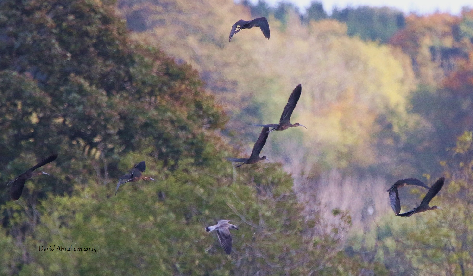 Glossy Ibis