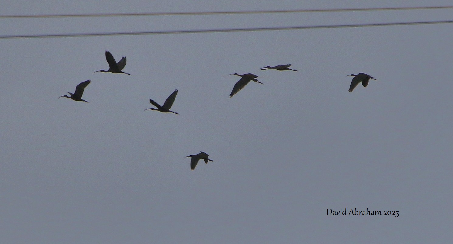 Glossy Ibis