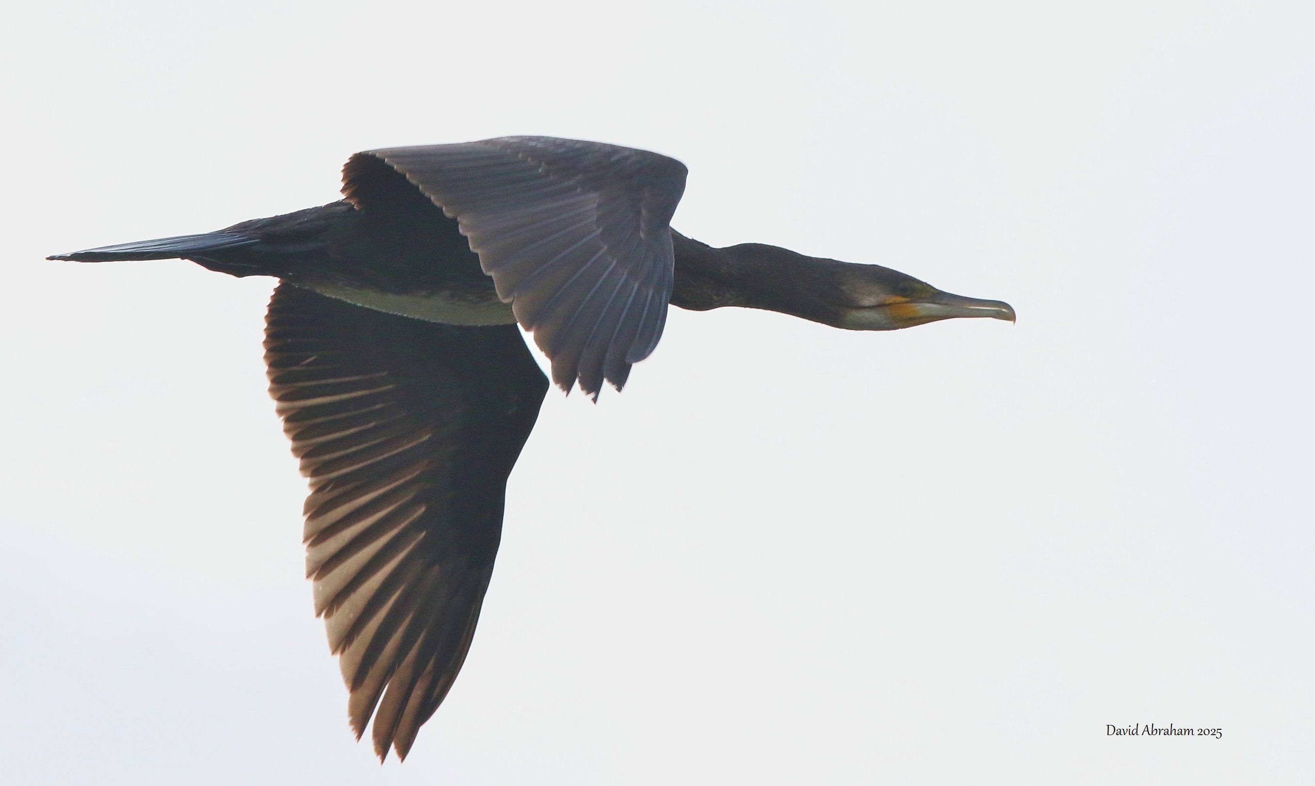 Cormorant 