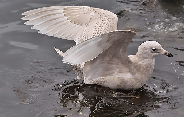 Kumlien's Gull