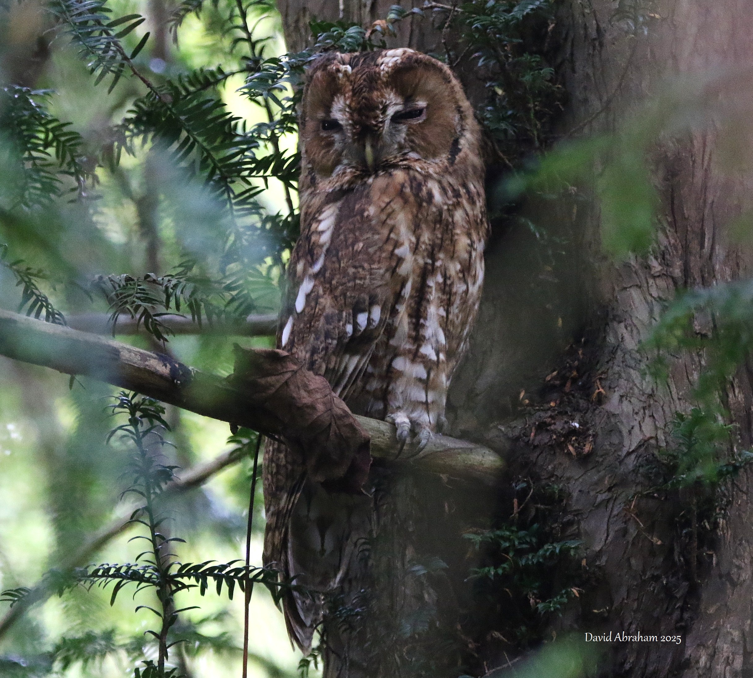 Tawny Owl 