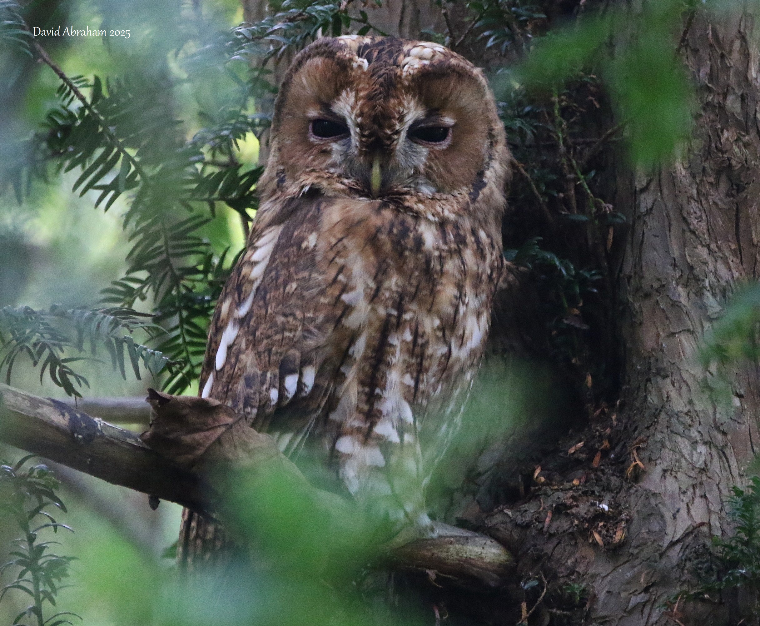 Tawny Owl 
