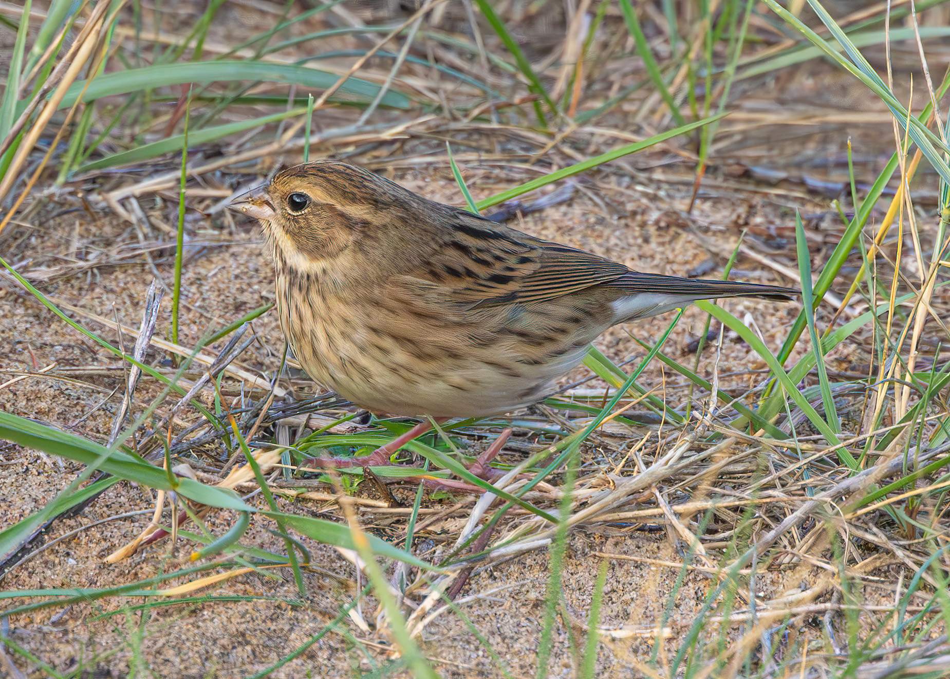 Black-faced Bunting