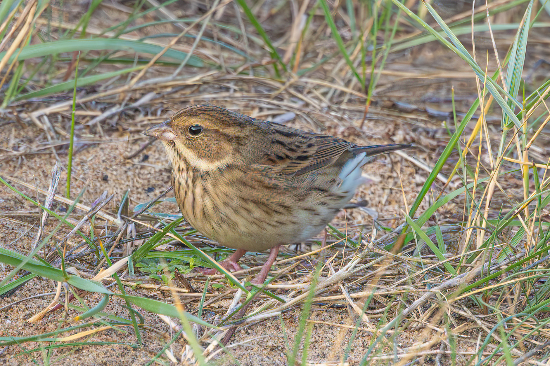 Black-faced Bunting
