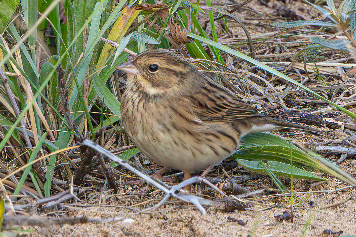Black-faced Bunting