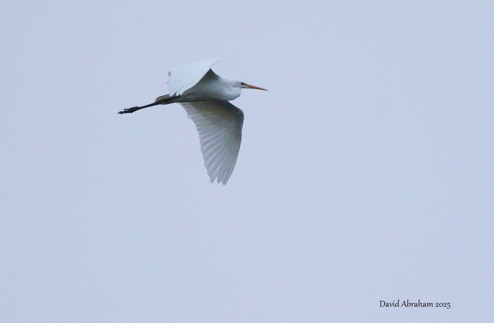 Great White Egret 