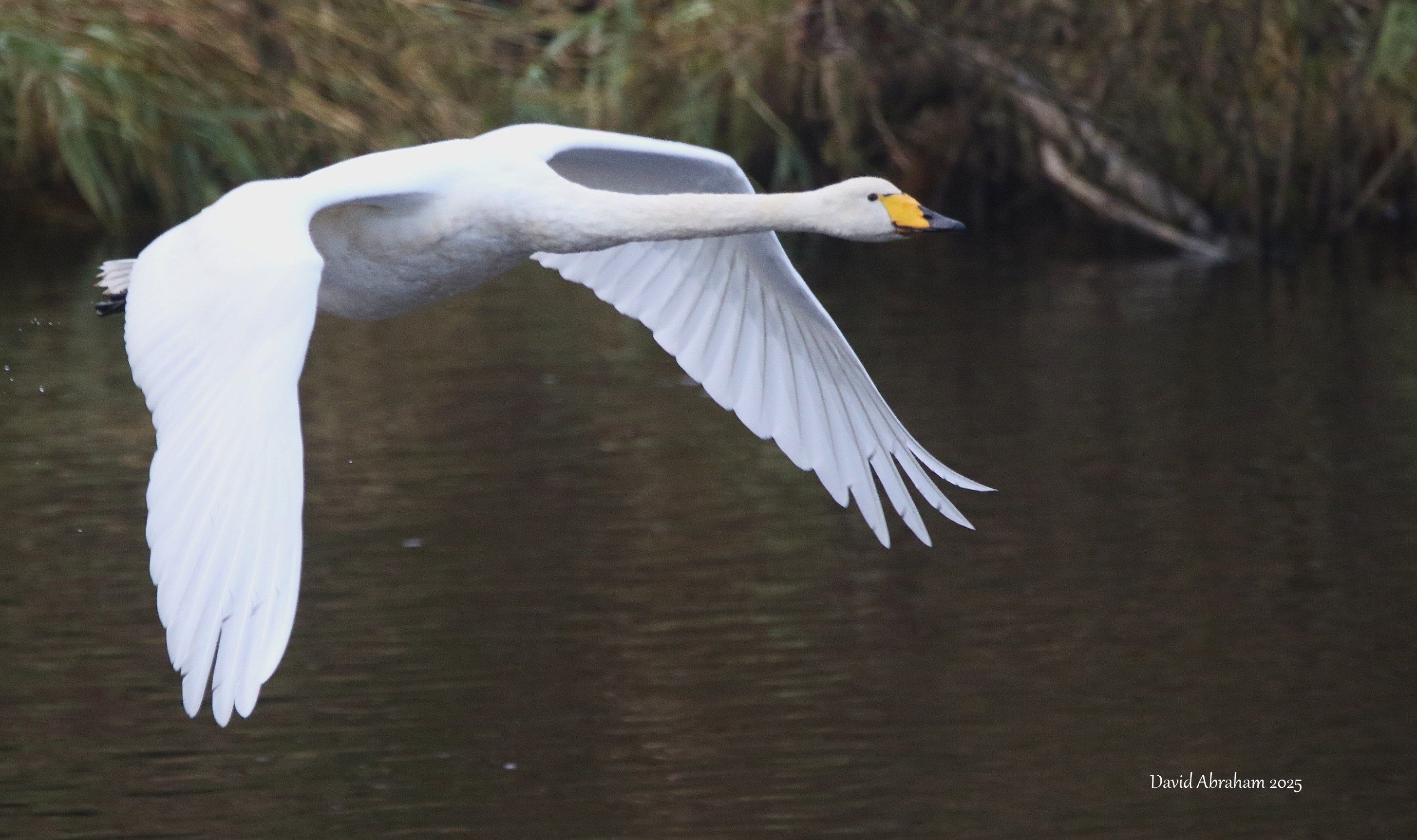 Whooper Swan