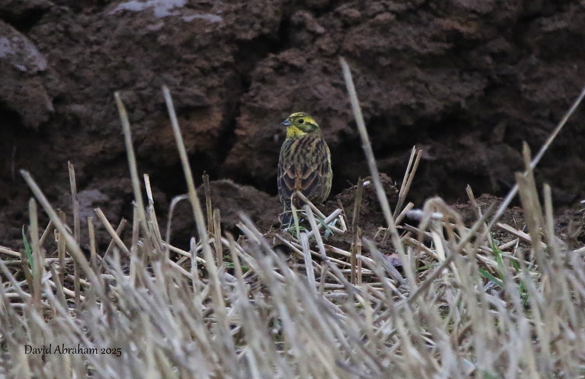 Yellowhammer 