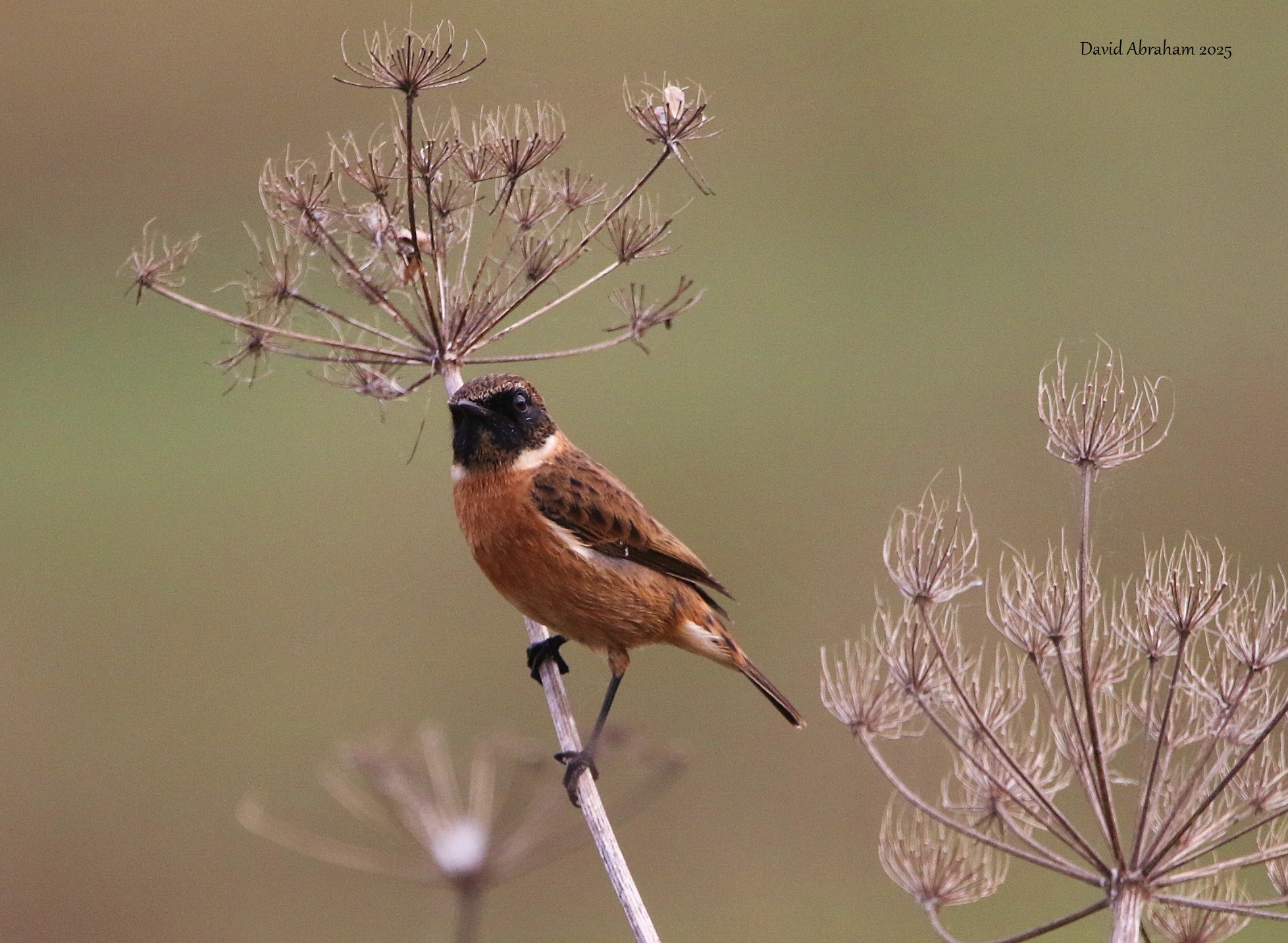 Stonechat 