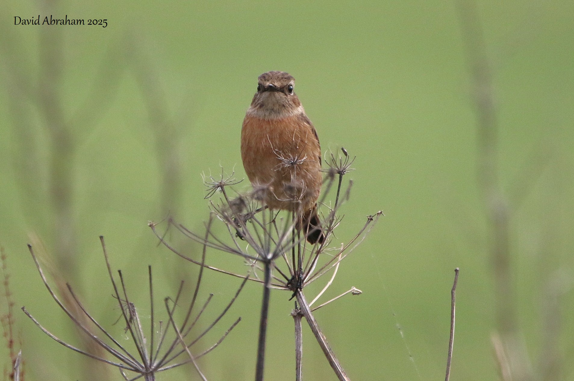 Stonechat 