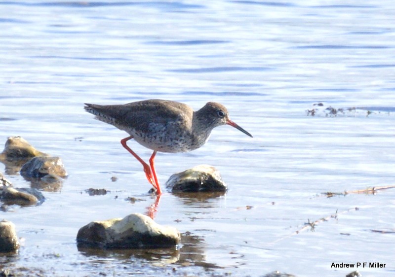 Redshank