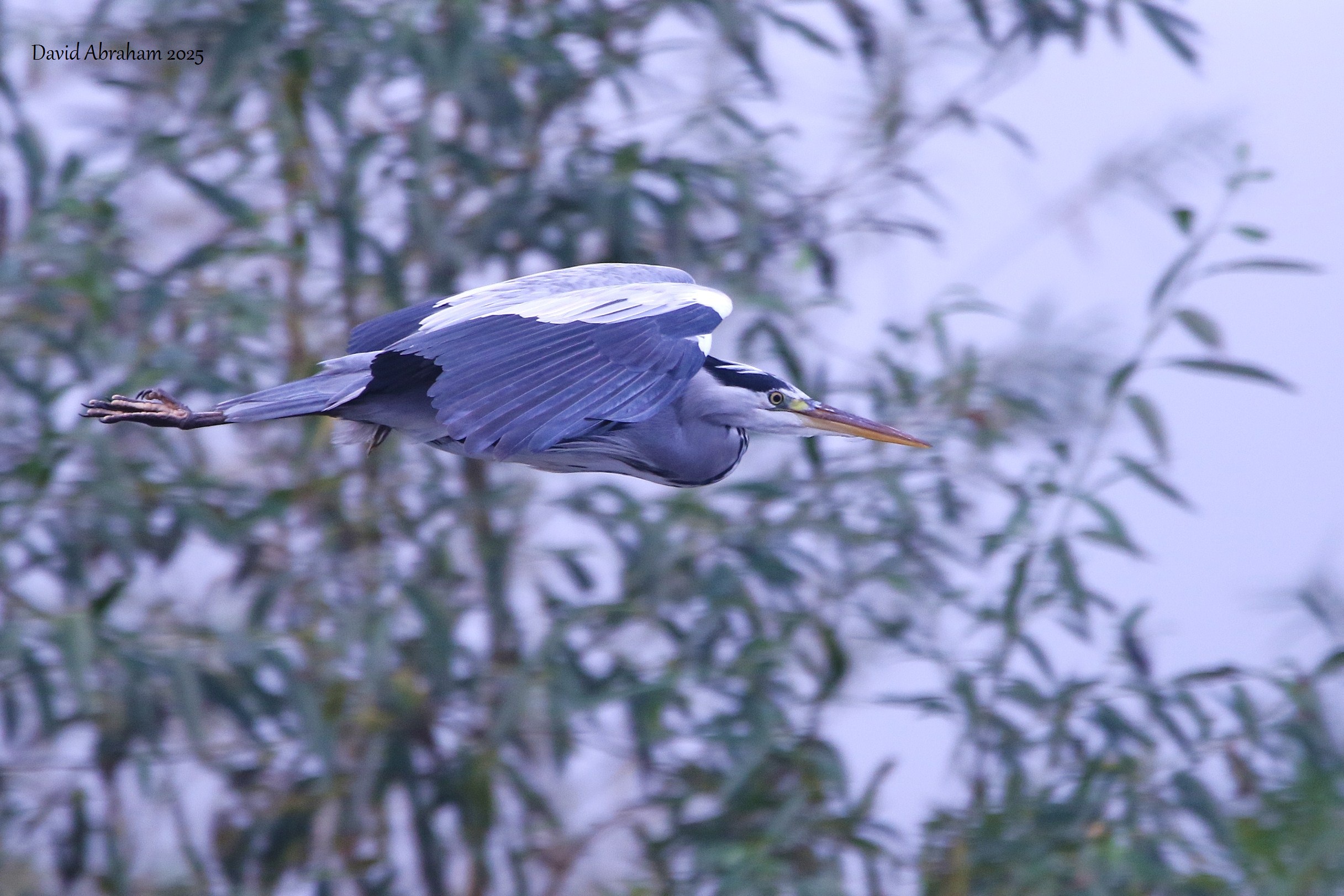Grey Heron 