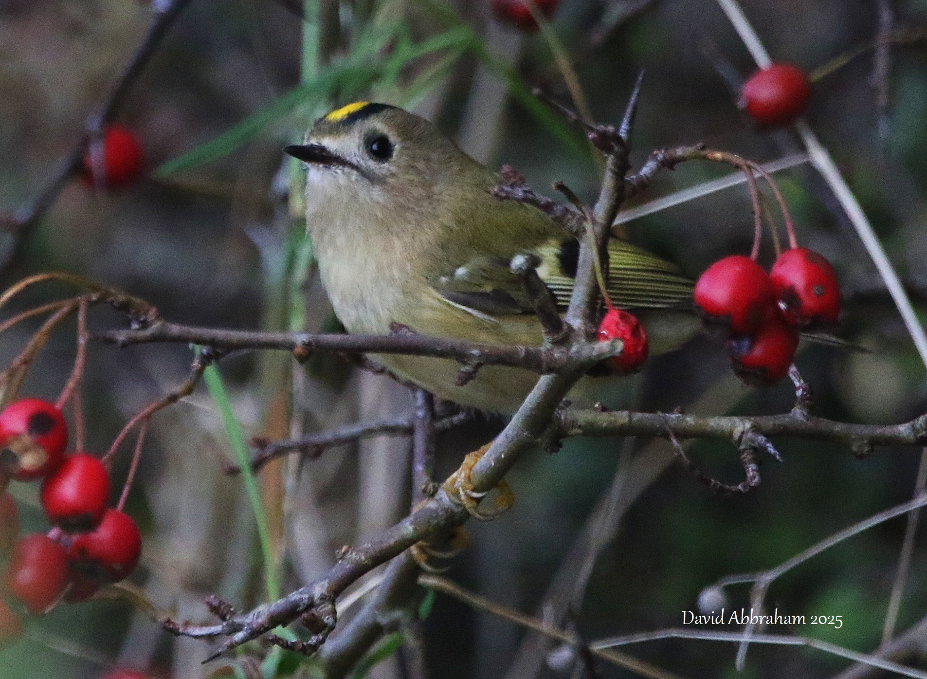 Goldcrest 