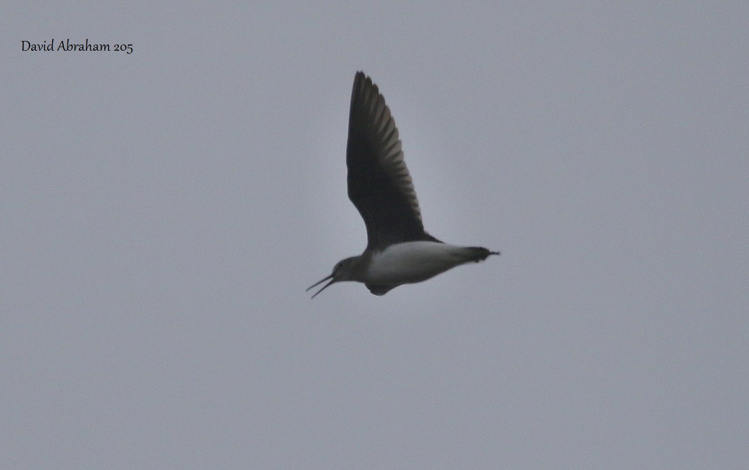 Green Sandpiper 