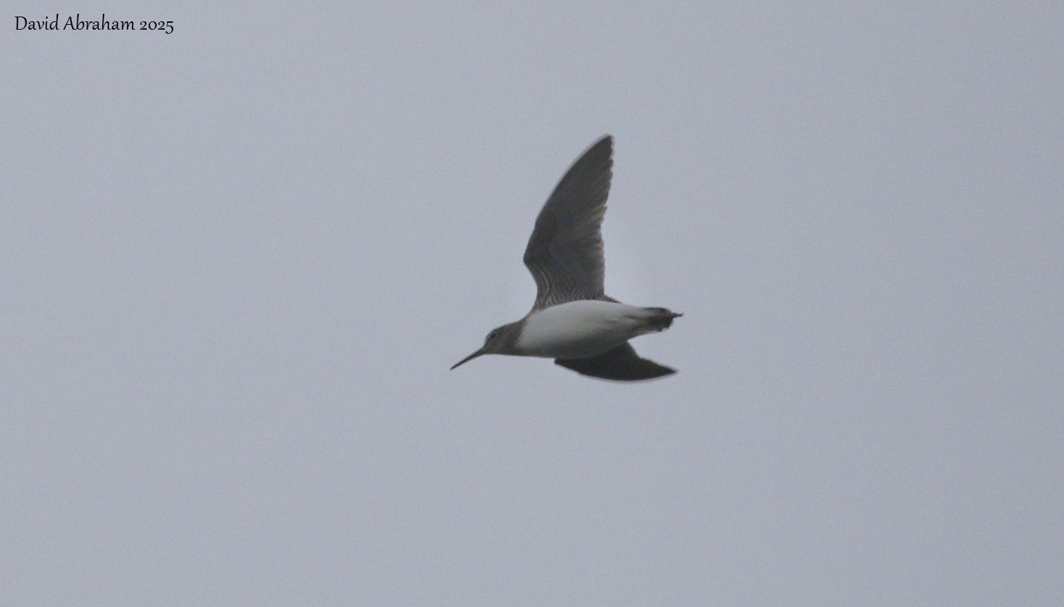 Green Sandpiper 