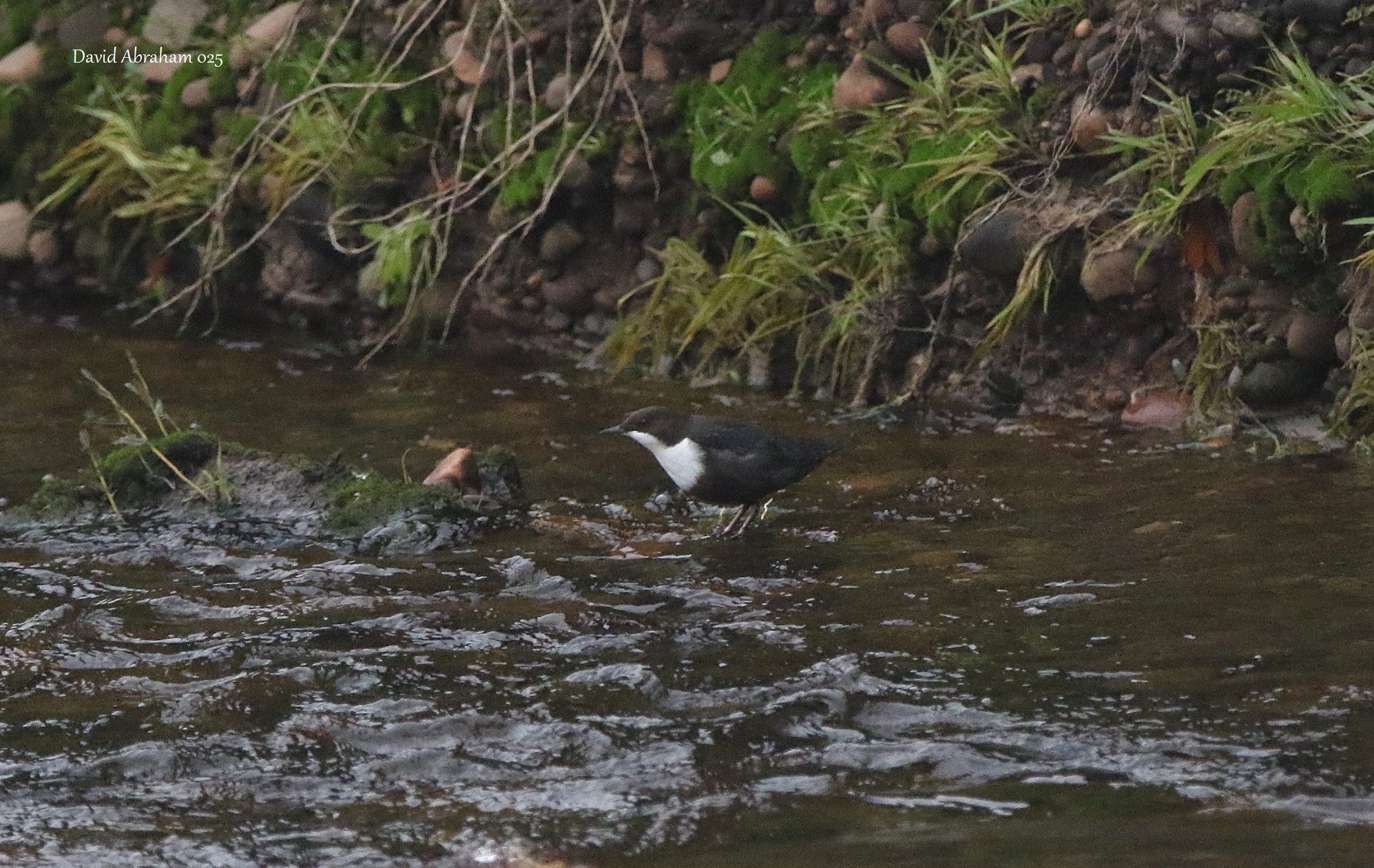 Dipper 