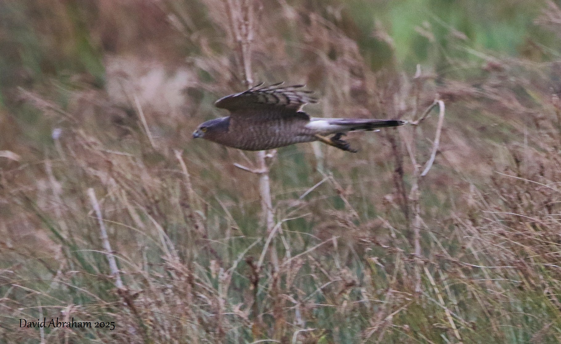Sparrowhawk 