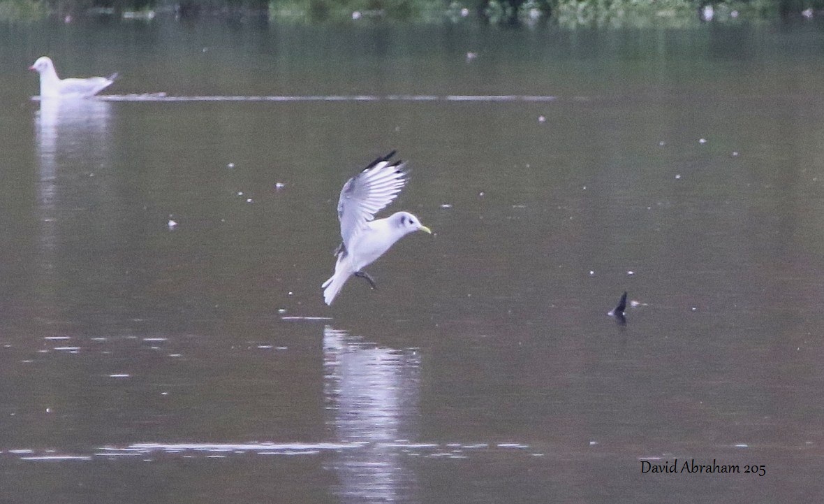Kittiwake 