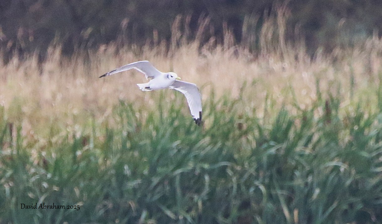 Kittiwake 