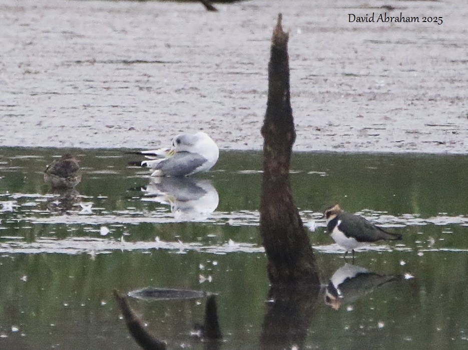 Kittiwake 