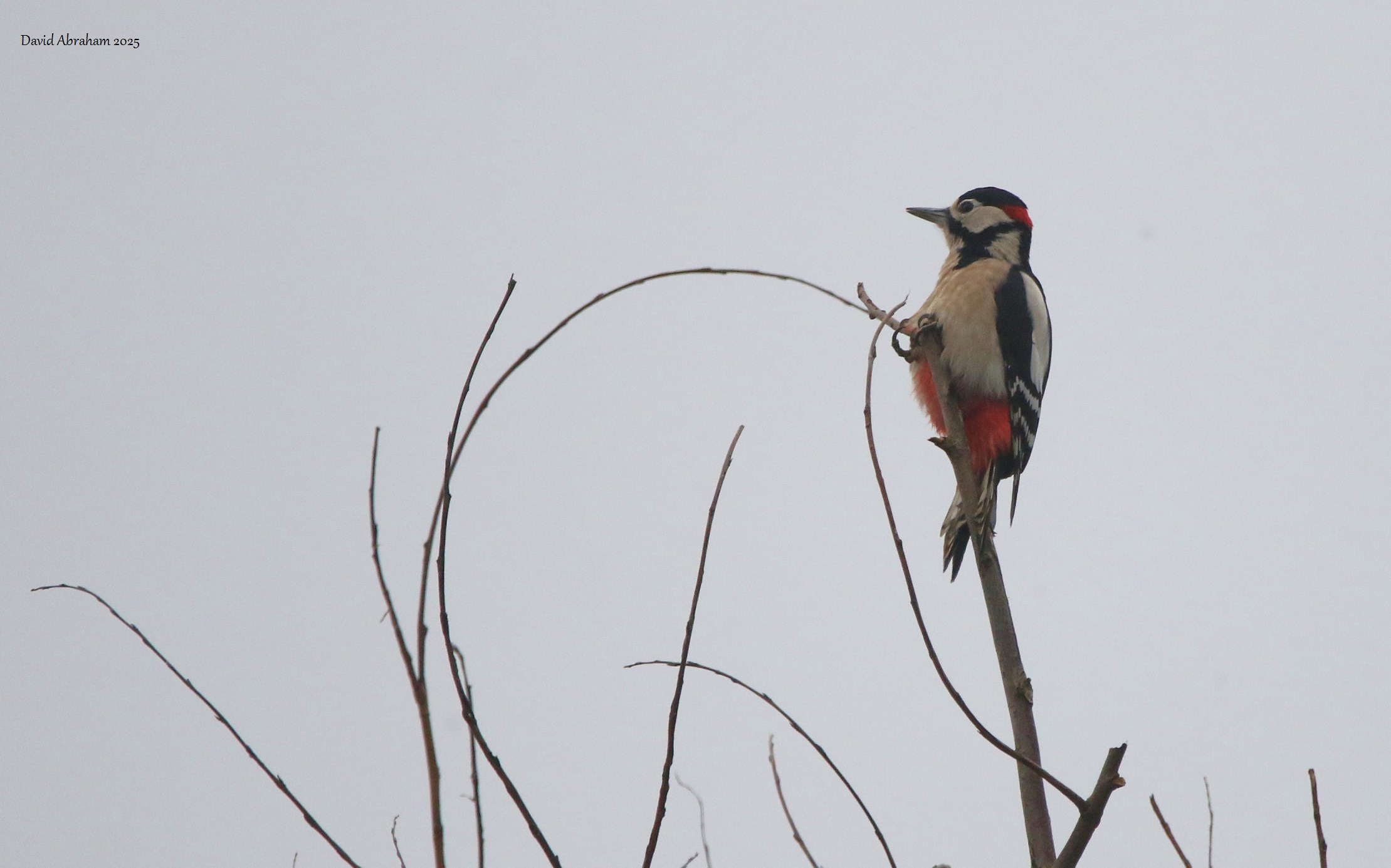 Great Spotted Woodpecker