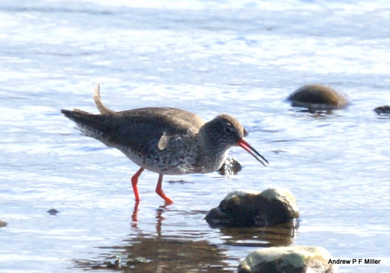 Redshank