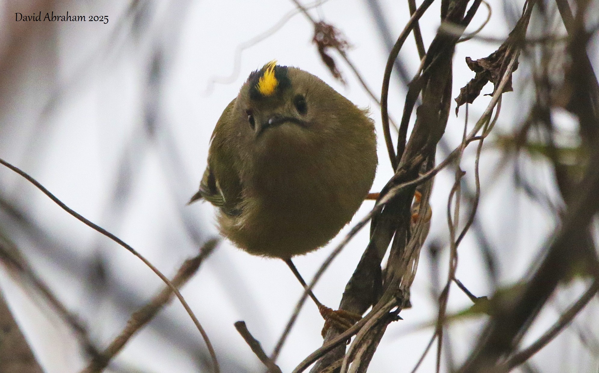 Goldcrest 