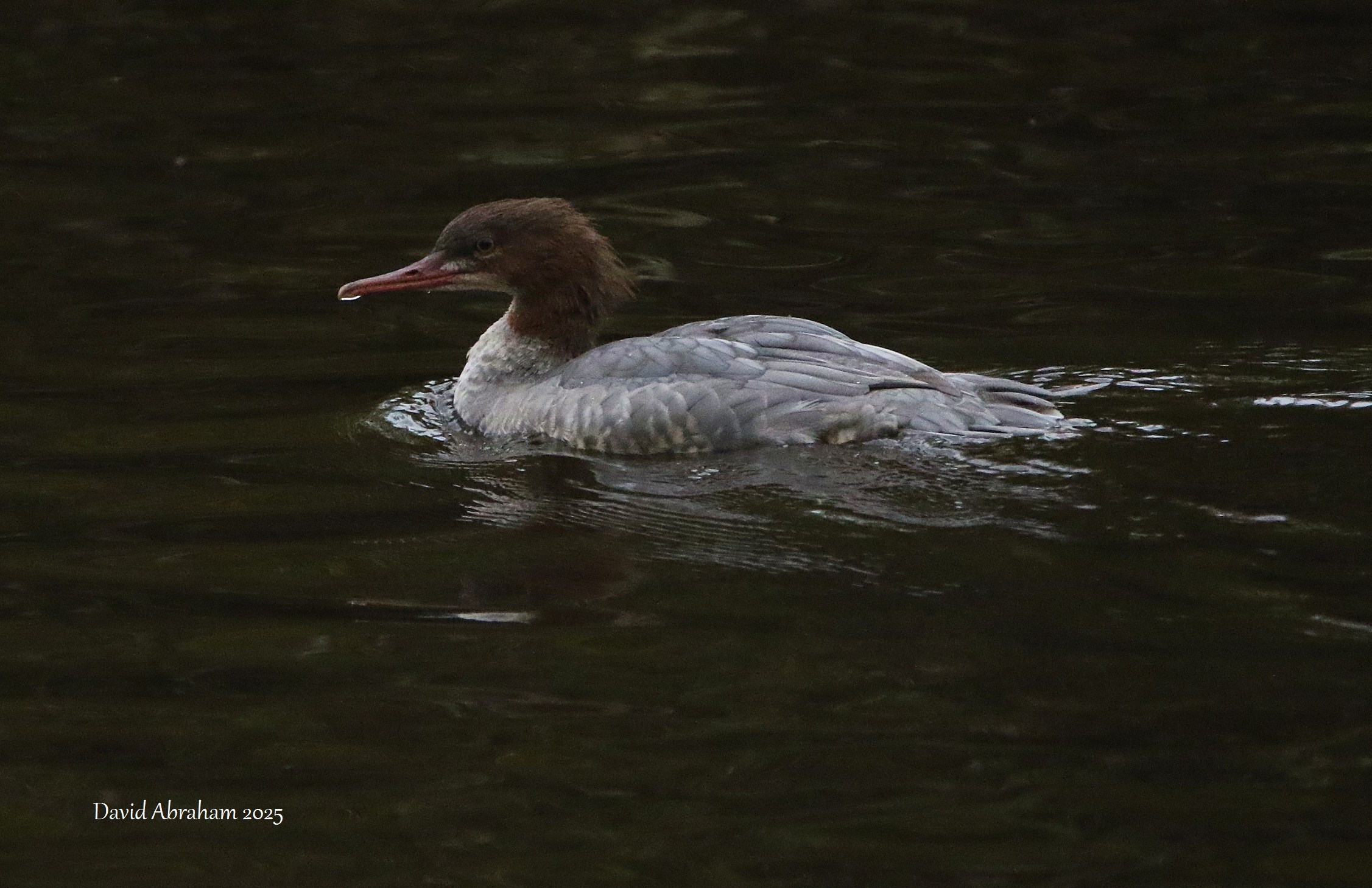 Goosander