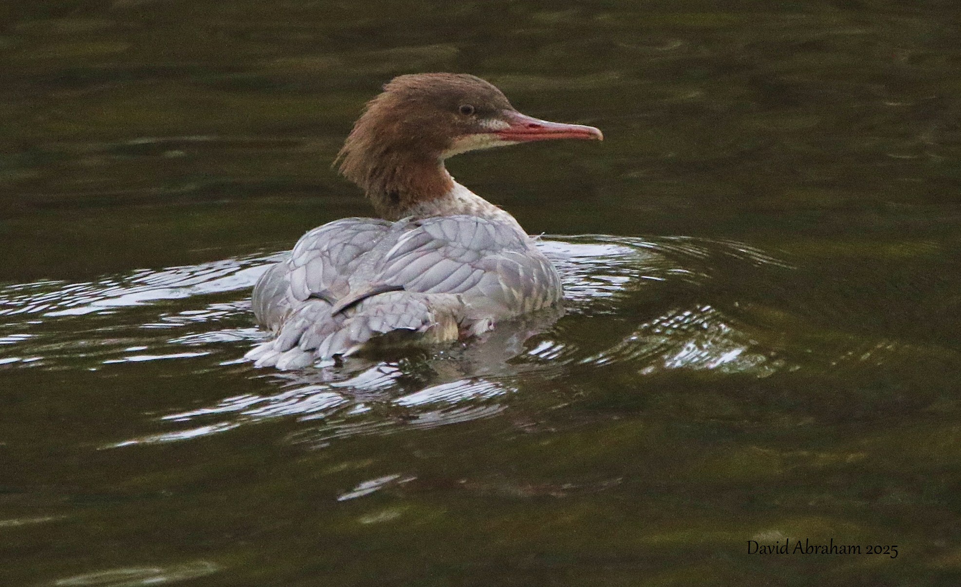 Goosander
