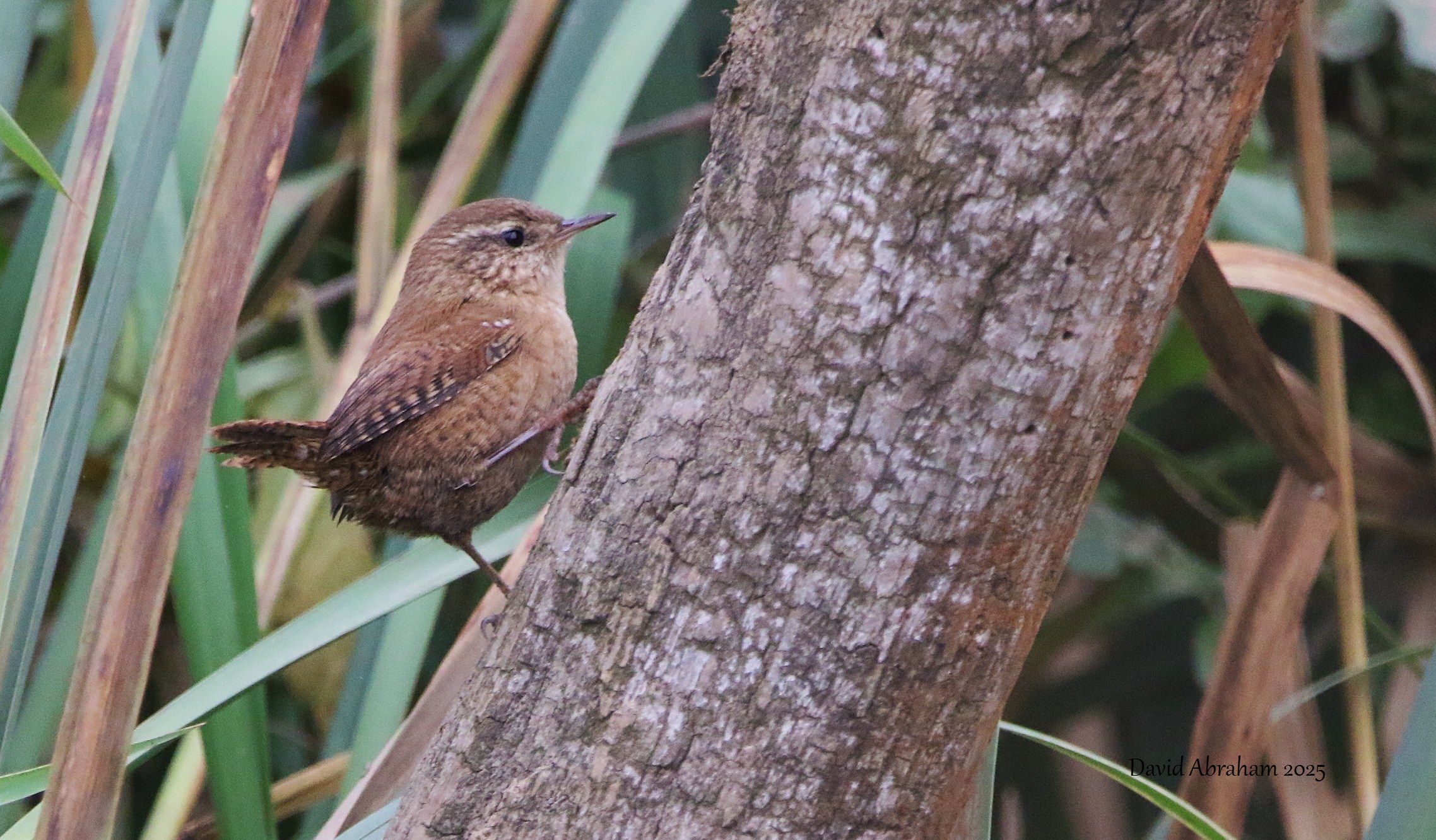 Wren 