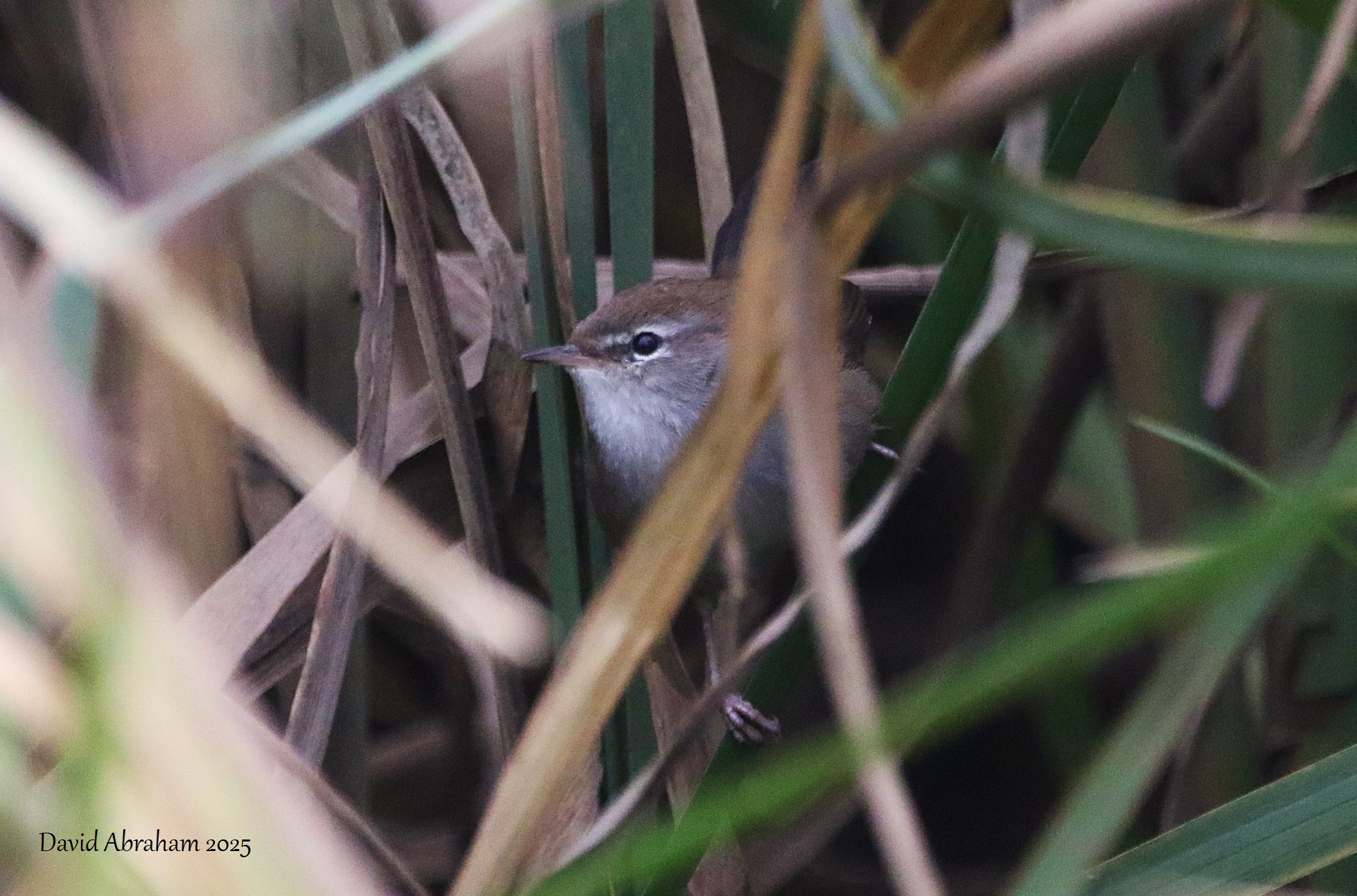 Cetti's Warbler 