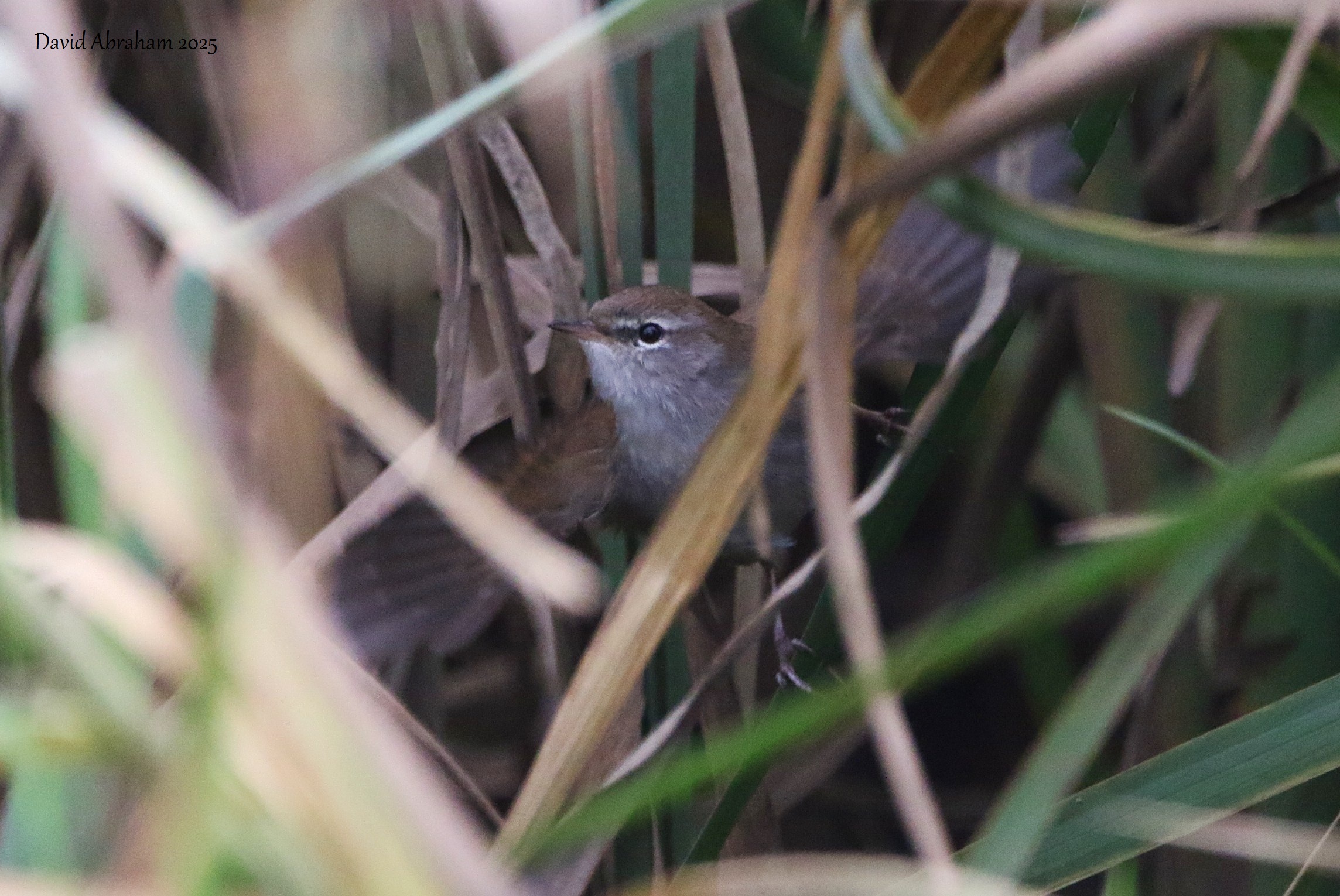 Cetti's Warbler