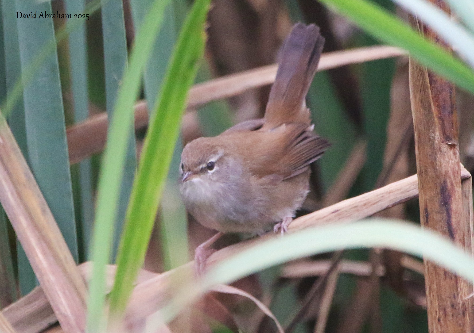 Cetti's Warbler