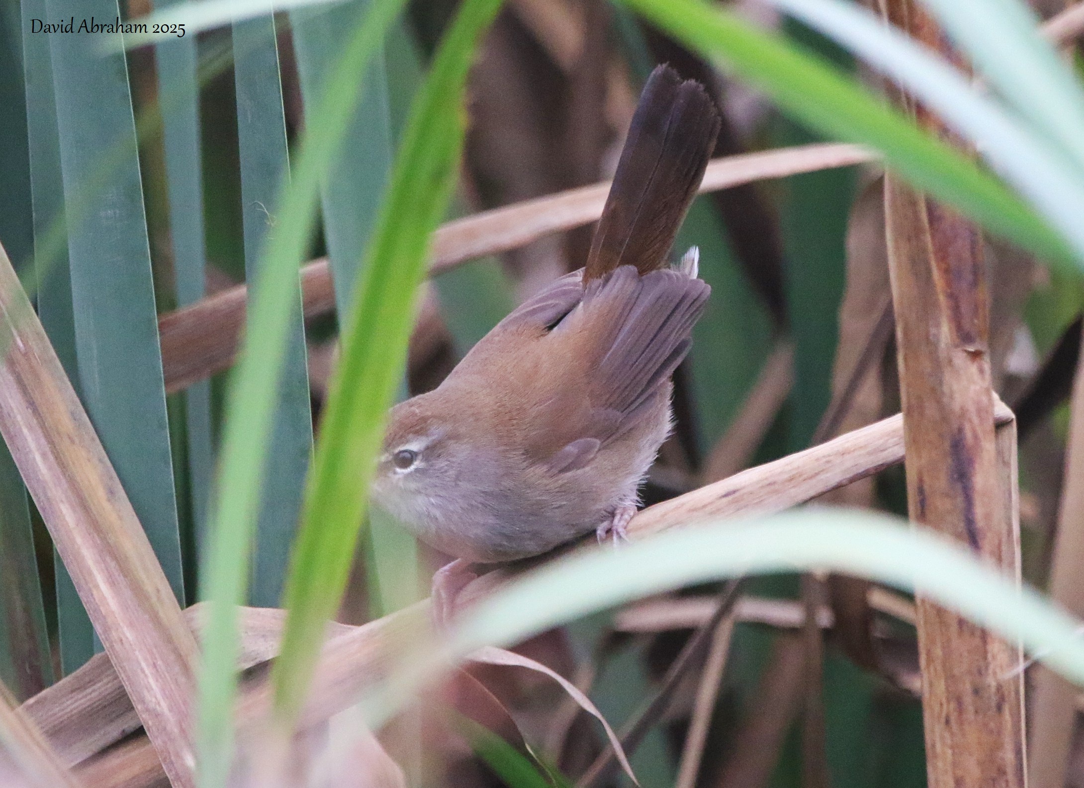 Cetti's Warbler