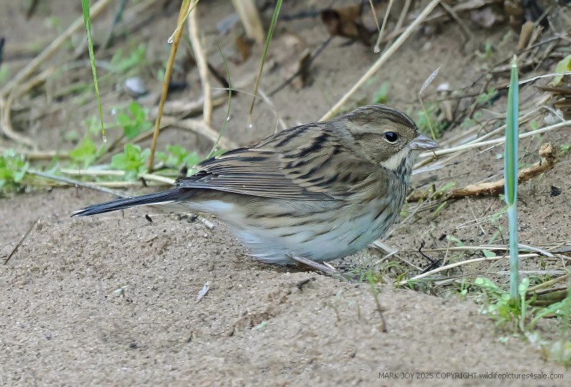Black-faced Bunting