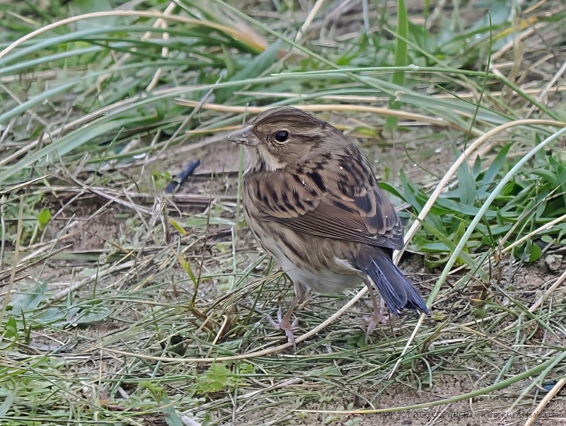 Black-faced Bunting