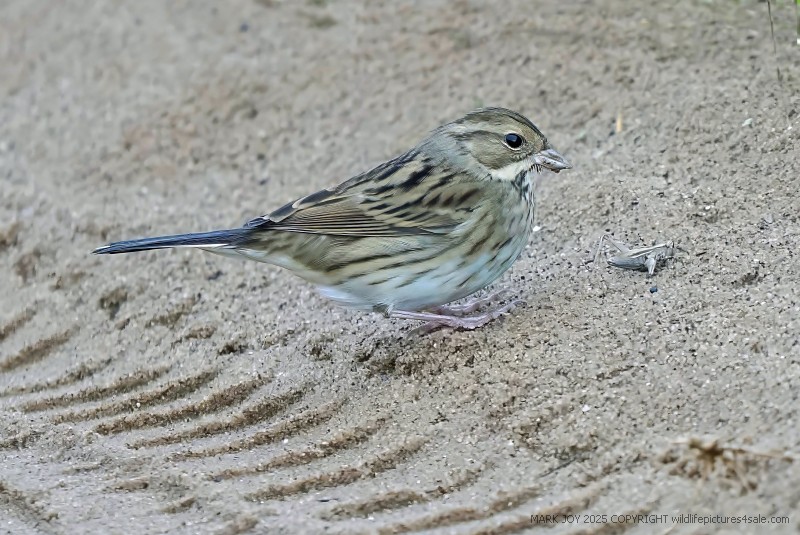 Black-faced Bunting